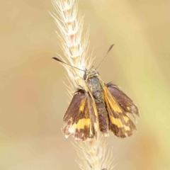 Ocybadistes walkeri (Green Grass-dart) at Dryandra St Woodland - 26 Mar 2023 by ConBoekel