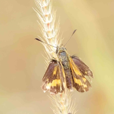 Ocybadistes walkeri (Green Grass-dart) at O'Connor, ACT - 26 Mar 2023 by ConBoekel