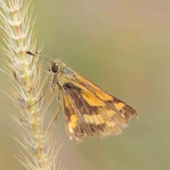 Ocybadistes walkeri at O'Connor, ACT - 27 Mar 2023 10:24 AM