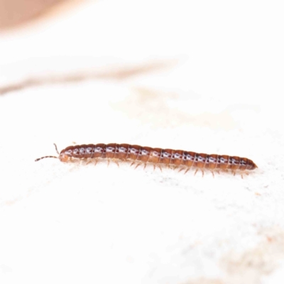 Paradoxosomatidae sp. (family) (Millipede) at Dryandra St Woodland - 27 Mar 2023 by ConBoekel