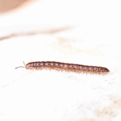 Paradoxosomatidae sp. (family) (Millipede) at O'Connor, ACT - 27 Mar 2023 by ConBoekel