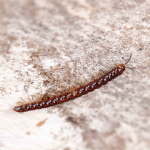 Paradoxosomatidae sp. (family) at O'Connor, ACT - 27 Mar 2023