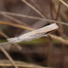 Culladia cuneiferellus (Crambinae moth) at Dryandra St Woodland - 27 Mar 2023 by ConBoekel