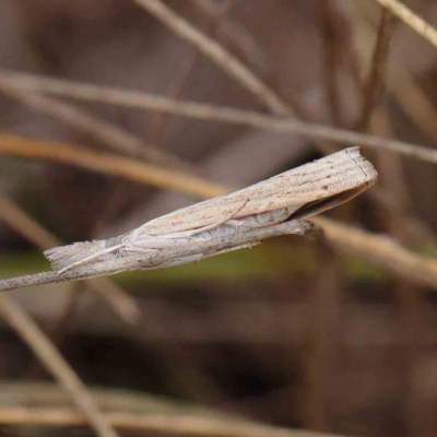 Culladia cuneiferellus (Crambinae moth) at Dryandra St Woodland - 27 Mar 2023 by ConBoekel