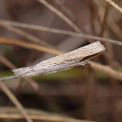 Culladia cuneiferellus (Crambinae moth) at O'Connor, ACT - 27 Mar 2023 by ConBoekel