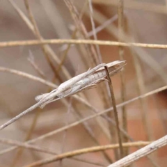 Culladia cuneiferellus at O'Connor, ACT - 27 Mar 2023 12:17 PM