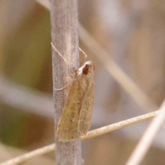 Eudonia cleodoralis (A Crambid moth) at O'Connor, ACT - 27 Mar 2023 by ConBoekel