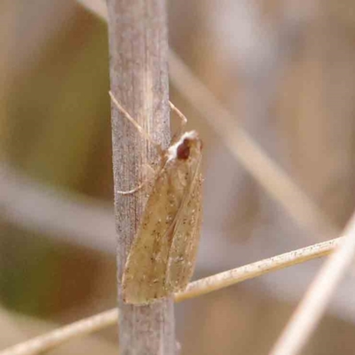Eudonia cleodoralis (A Crambid moth) at Dryandra St Woodland - 27 Mar 2023 by ConBoekel