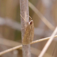 Eudonia cleodoralis at O'Connor, ACT - 27 Mar 2023