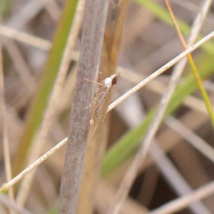 Eudonia cleodoralis at O'Connor, ACT - 27 Mar 2023