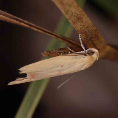 Heteroteucha occidua (A concealer moth) at Dryandra St Woodland - 27 Mar 2023 by ConBoekel