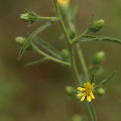 Dittrichia graveolens (Stinkwort) at O'Connor, ACT - 27 Mar 2023 by ConBoekel