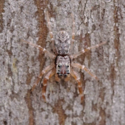 Arasia mollicoma (Flat-white Jumping Spider) at O'Connor, ACT - 27 Mar 2023 by ConBoekel
