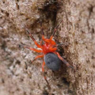 Nicodamidae (family) (Red and Black Spider) at Dryandra St Woodland - 27 Mar 2023 by ConBoekel