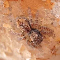 Servaea incana (Hoary Servaea) at Dryandra St Woodland - 27 Mar 2023 by ConBoekel