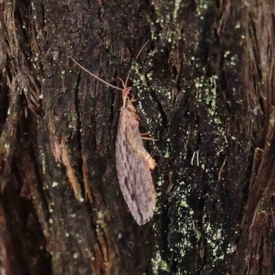 Stenosmylus stenopterus (An Osmylid Lacewing) at Dryandra St Woodland - 27 Mar 2023 by ConBoekel