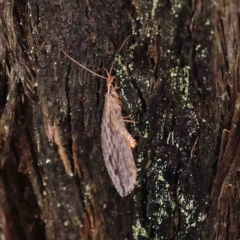 Stenosmylus stenopterus (An Osmylid Lacewing) at O'Connor, ACT - 27 Mar 2023 by ConBoekel
