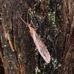 Stenosmylus stenopterus at O'Connor, ACT - 27 Mar 2023