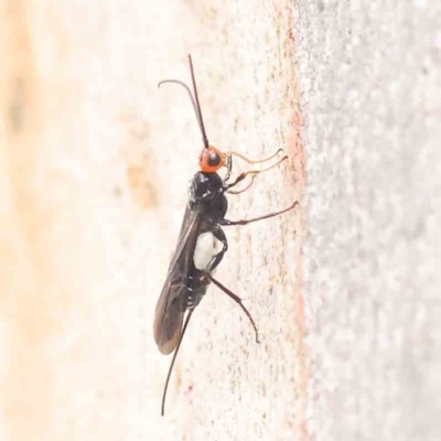 Callibracon capitator (White Flank Black Braconid Wasp) at Dryandra St Woodland - 27 Mar 2023 by ConBoekel