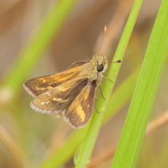 Taractrocera papyria (White-banded Grass-dart) at Dryandra St Woodland - 27 Mar 2023 by ConBoekel