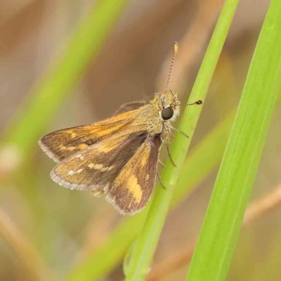 Taractrocera papyria (White-banded Grass-dart) at O'Connor, ACT - 26 Mar 2023 by ConBoekel