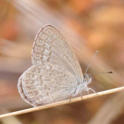 Zizina otis (Common Grass-Blue) at O'Connor, ACT - 27 Mar 2023 by ConBoekel