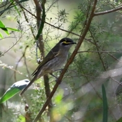 Caligavis chrysops (Yellow-faced Honeyeater) at Wollondilly Local Government Area - 7 May 2023 by Freebird