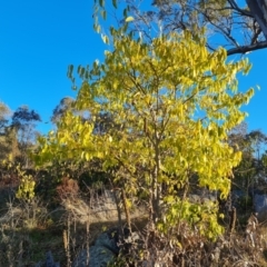 Celtis australis (Nettle Tree) at O'Malley, ACT - 8 May 2023 by Mike