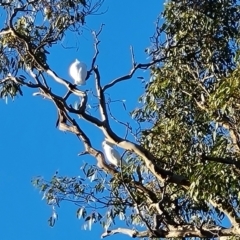 Cacatua galerita (Sulphur-crested Cockatoo) at Mount Mugga Mugga - 8 May 2023 by Mike