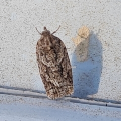 Acropolitis ergophora (A tortrix or leafroller moth) at Mount Mugga Mugga - 8 May 2023 by Mike