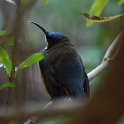 Acanthorhynchus tenuirostris (Eastern Spinebill) at Downer, ACT - 8 May 2023 by RobertD