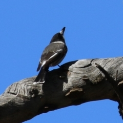 Cracticus torquatus (Grey Butcherbird) at Watson, ACT - 8 May 2023 by RodDeb