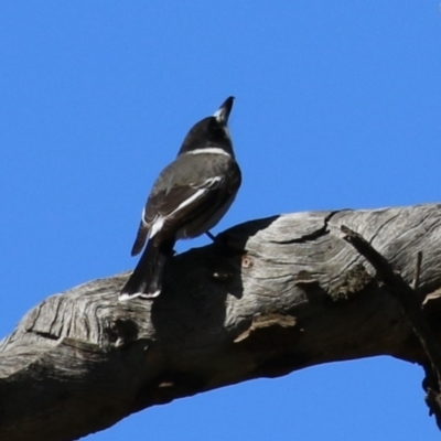 Cracticus torquatus (Grey Butcherbird) at Watson, ACT - 8 May 2023 by RodDeb