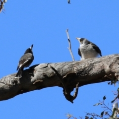 Cracticus torquatus at Watson, ACT - 8 May 2023