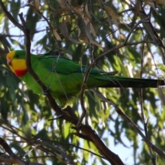 Polytelis swainsonii (Superb Parrot) at Watson Woodlands - 8 May 2023 by RodDeb