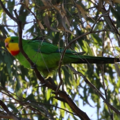 Polytelis swainsonii (Superb Parrot) at Watson Woodlands - 8 May 2023 by RodDeb