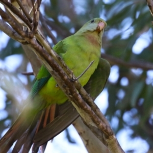 Polytelis swainsonii at Watson, ACT - 8 May 2023