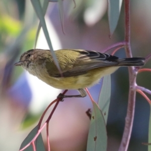 Smicrornis brevirostris at Watson, ACT - 8 May 2023