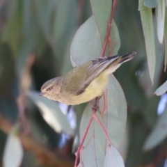 Smicrornis brevirostris at Watson, ACT - 8 May 2023