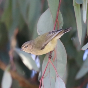 Smicrornis brevirostris at Watson, ACT - 8 May 2023