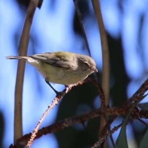 Smicrornis brevirostris at Watson, ACT - 8 May 2023