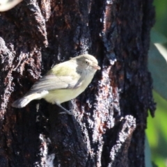 Smicrornis brevirostris at Watson, ACT - 8 May 2023