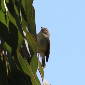 Smicrornis brevirostris at Watson, ACT - 8 May 2023