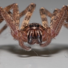 Unidentified Wolf spider (Lycosidae) at Wellington Point, QLD - 8 May 2023 by TimL