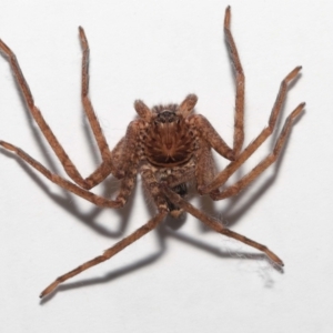 Heteropoda jugulans at Wellington Point, QLD - suppressed