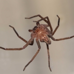 Heteropoda jugulans at Wellington Point, QLD - suppressed