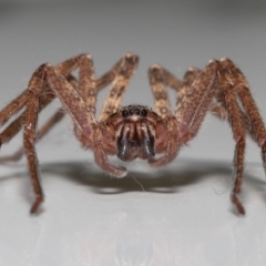 Heteropoda jugulans at Wellington Point, QLD - suppressed