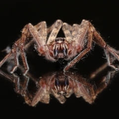 Heteropoda jugulans at Wellington Point, QLD - suppressed