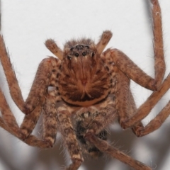 Unidentified Spider (Araneae) at Wellington Point, QLD - 8 May 2023 by TimL