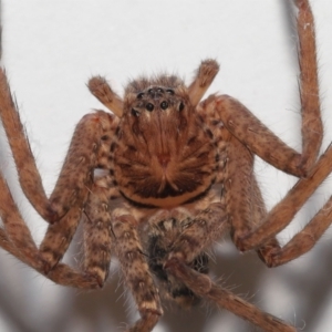 Heteropoda jugulans at Wellington Point, QLD - suppressed